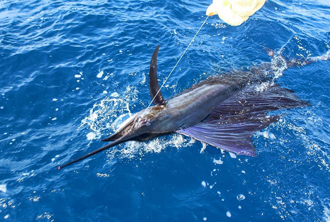 Sailfish Vacation Costa Rica : Offshore Trips